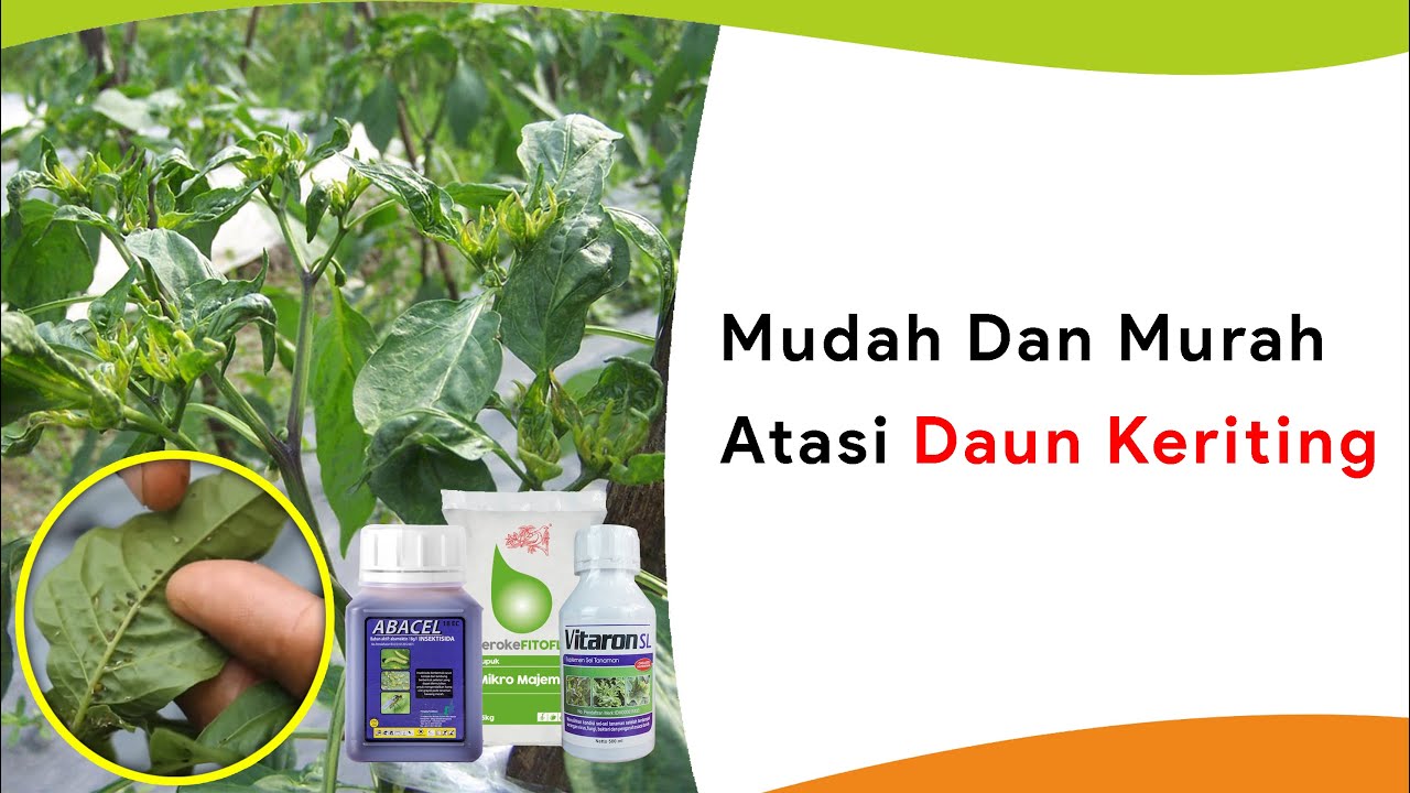 Pupuk Mikro Campur Insektisida Abacel 18 EC! Cara Murah, Trips Minggat, Pucuk Daun Tumbuh Lagi