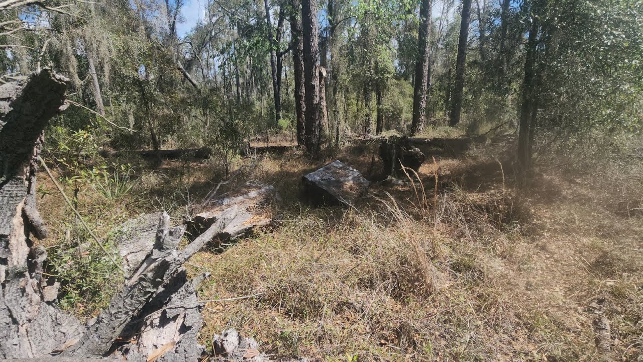 Walking in the woods 