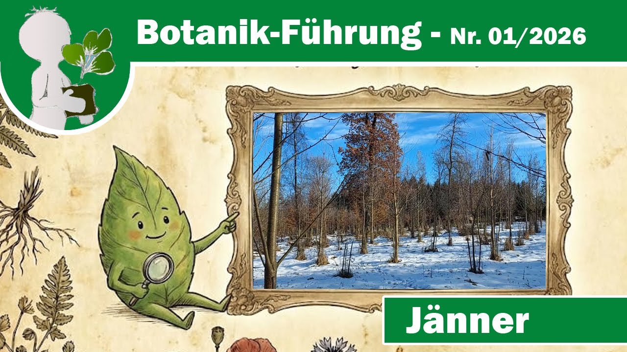 Botanik-Führung 01 - Vertrocknete Blätter auf Bäumen (Buchen, Hainbuchen, Eichen)