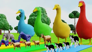 Duck cartoon vs gorilla vs elephant vs cat vs scary teacher 3D play the game get the right animal