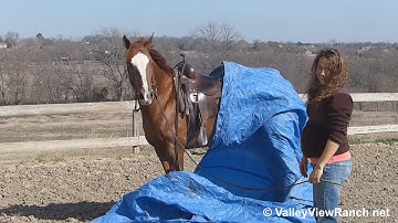 Annie ***For info, price, etc., go to our website*** ValleyViewRanch.net