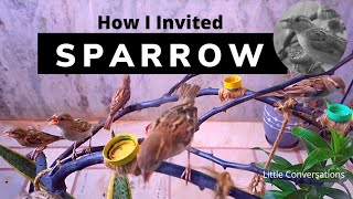 How I Invited Sparrows To My Home | Sparrows In My Home | Sparrow | Little Conversations