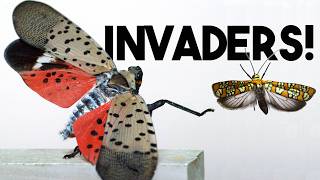 These (AMAZING) bugs are not supposed to be here