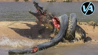 Video Aneh Ular Anaconda Makan Buaya Nyata! Melawan Ular Python Nyata! Video Aneh Ular Anaconda Makan Buaya Nyata! Melawan Ular Python Nyata!