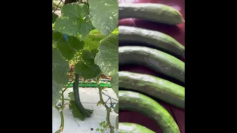 FRESH CUCUMBERS 🥒🥒//SATISFYING #shorts #cucumber #vegetables #youtubeshorts #shortsvideo