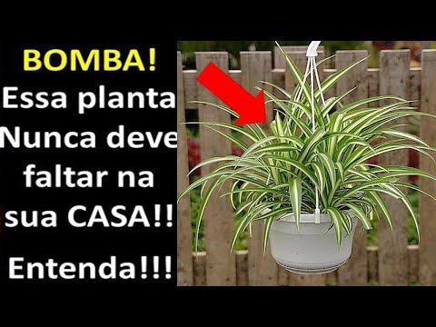 Video: Chlorophytum: жөнөкөй өсүмдүктүн пайдалуу касиеттери