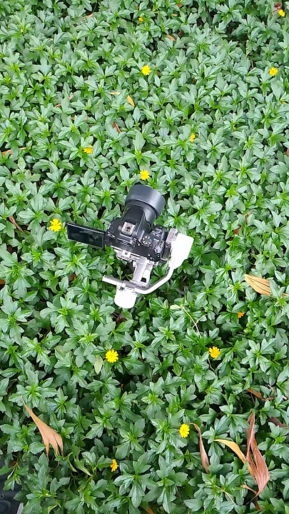 Dji rs 4 Mini   Canon 200d Mark II   Canon 50mm Stm