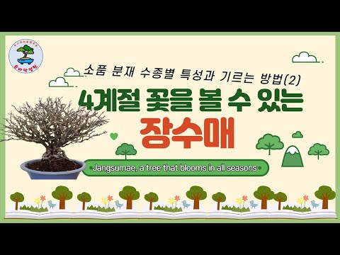 4계절 꽃을 볼 수있는 장수매 Jangsumae, a tree that blooms in all seasons