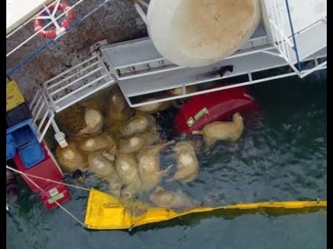 Drame au large de la Roumanie ! 🐑🚢😢😭