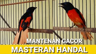 burung mantenan gacor !!! masteran handal