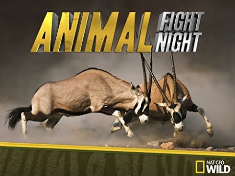 Yaban Hayatı | Vahşi Doğa | Hayvanların Dövüş Kulubü: Hayvanların İç Savaşı