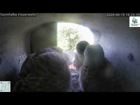 Fohrde Kestrels Rapid Approach June 15 2026 live cam preview