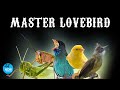 Master Lovebird