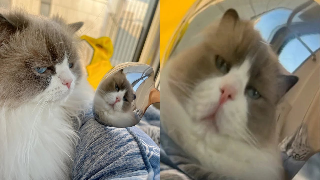 Cats Just Doing What Cats Do Best 🤣Funny Cats Videos 2025 🐱 Part 20