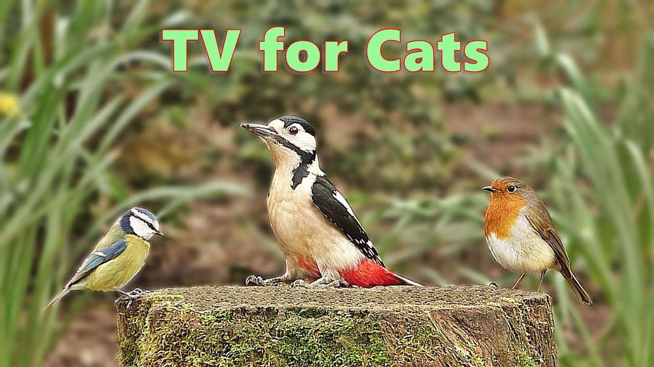 Cat TV 📺 Woodland Birds Fun YouTube