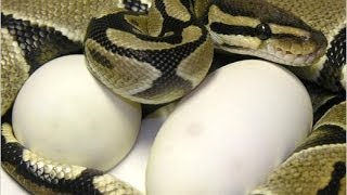 Ball Python Breeding Secrets! SnakeBytesTV