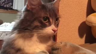 覗いてくる猫 ノルウェージャンフォレストキャットA cat peeps.Norwegian Forest Cat.