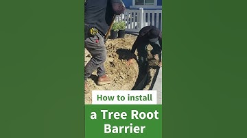 How to install a tree root barrier
