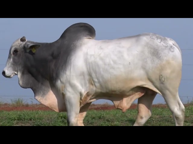 Lote 33   11º Leilão Fazenda Modelo