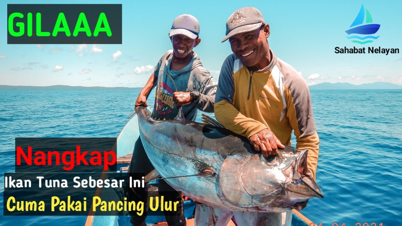 AKSI NELAYAN DESA BAJO SANANA DAPAT IKAN TUNA 1 KWINTAL | HANYA DENGAN HANDLINE