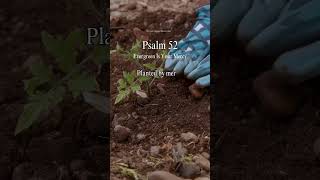 Download Lagu Psalm 52 | Evergreen in Your Mercy | Worship Song 2026 | Gospel Music | Christian Worship Song 2026 MP3