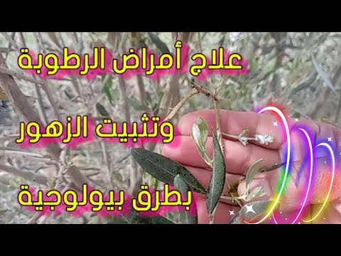 تثبيت الزهور بعلاج أمراض الرطوبة بطرق بيولوجية       