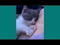 Funny Cats Cute Cats Video to Make You Laugh - Cats Lover Like You