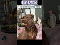 The dog's funny expressions make me happy.#funny #funnyvideo #fyp #foryou #dog #dogvideos #fun