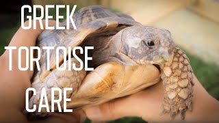 Greek Tortoise Care