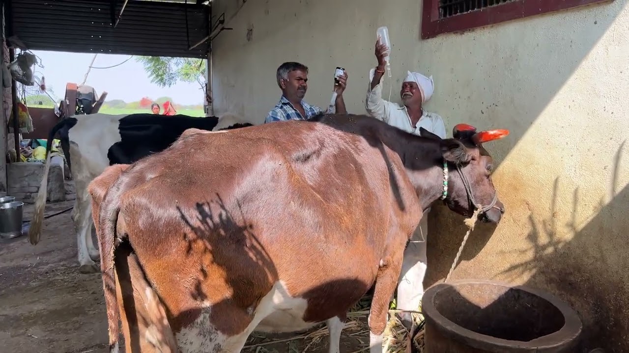 शेतकऱ्यांना फायदा होईल का 🧐#viral #viralvideos #fyp#cowvideos 