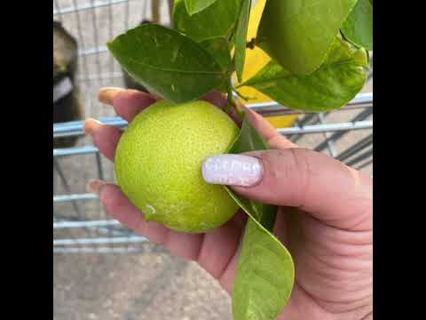 Videó: Citrusos Puding Desszert