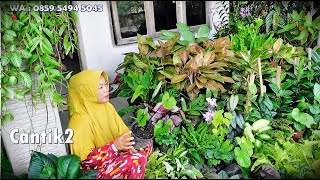 Download Lagu Review Tanhis Atas Jembatan Cantik2 Seger2 Istimewa MP3