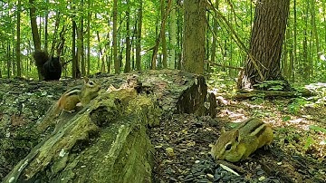 Forest Chipmunks and Squirrels - 10 Hours - June 12, 2022