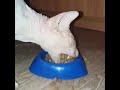 Hungry cat almost eats bowl shorts viral  funnycats