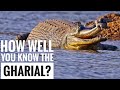 Gharial || Description, Characteristics and Facts!