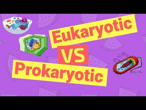 Difference Between Prokaryotic and Eukaryotic Cells