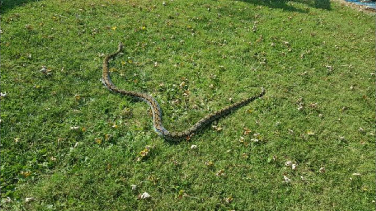 My big reticulated python slithering around (read description) - YouTube