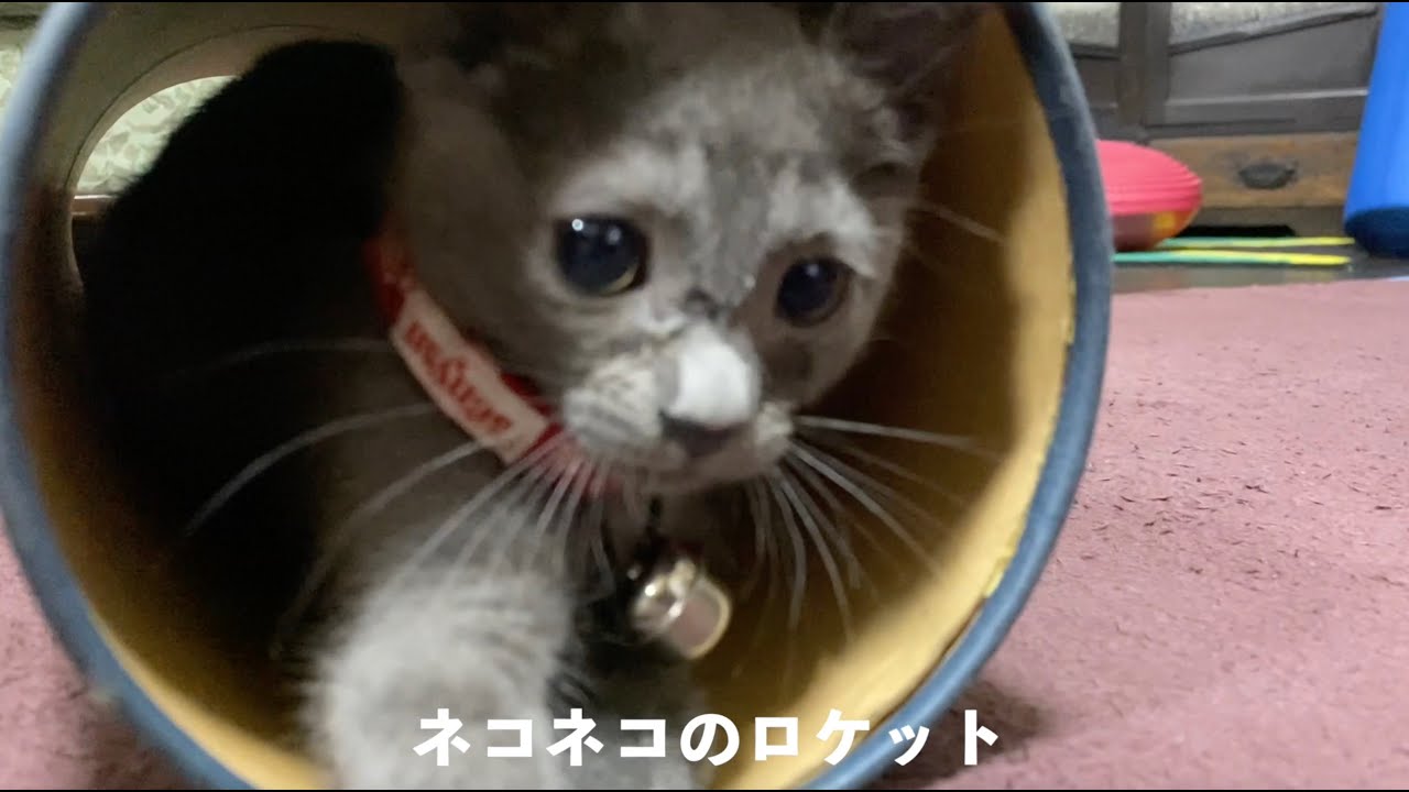 子猫 2 ヶ月 体重