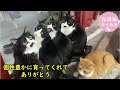 保護した子猫は成猫になっても仲良し　それぞれの性格　海辺で生まれたハチワレ⑤最終話≪個性編≫　ナレーション付【保護猫幸せ物語】#31 Foster cat`s happy story