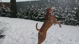 first snow by Masha the Boxer Dog  from Poland  495 views 1 year ago 1 minute, 34 seconds