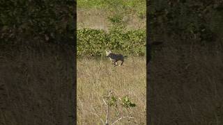 Prancing into shotgun range. #foxpro #coyote #hunting #shorts