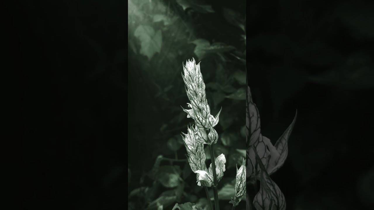 Creative Nature Photography Ideas With Phone shorts YouTube Creative Nature Photography Ideas With Phone shorts YouTube