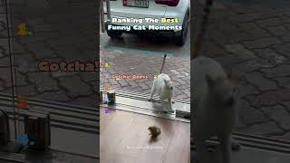Ranking The Best Funny Cats moments 🐱 #shorts #funnycats #cats