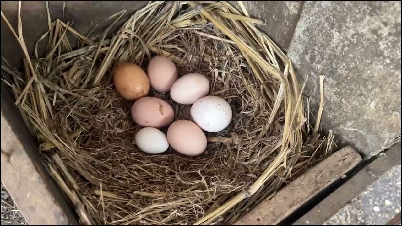 La verdad es lo mas lindo de vivir en el Campo 🤔🤔