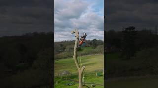 Celebrity Letting em run. Negative rigging. #arbortec #arborist #rigging #realtree Wealth