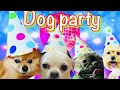 Dog Party / День рождения собаки в ресторане / Конкурсы для собак / Собачья вечеринка Откусили хвост