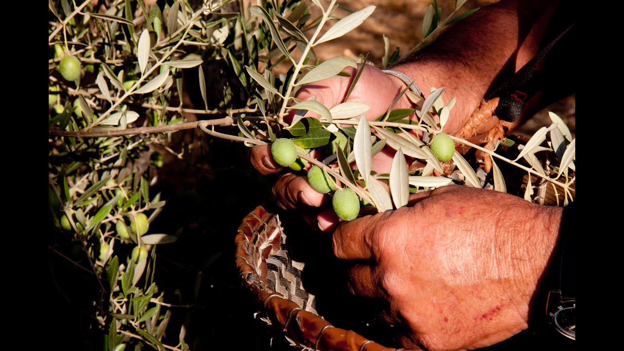 Los olivos en sus manos | APAS