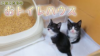 I also decided to get the kittens used to the system toilet. by Pastel Cat World 57,291 views 3 weeks ago 15 minutes