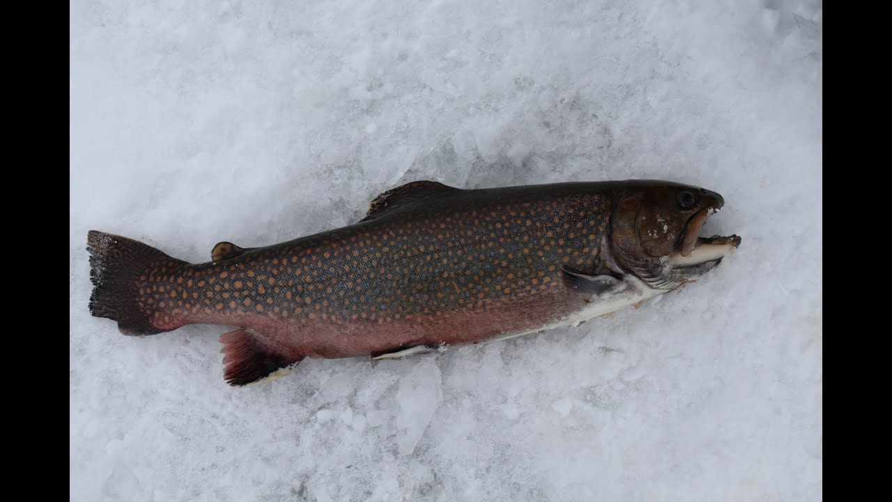 Brook Trout Fishing Maine! YouTube