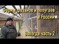 Фермы фазанов и попугаев в России. Вологда часть 2.